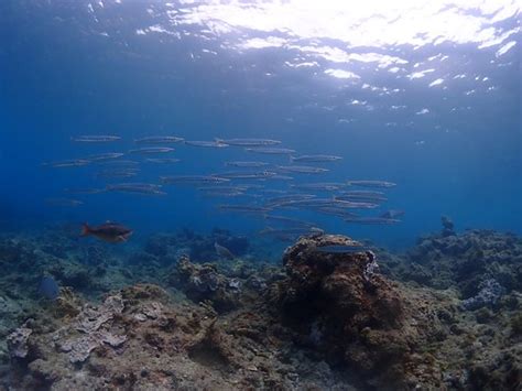 Yakushima Diving Guide Yumegokochi (Yakushima-cho) - 2022 What to Know ...