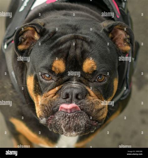 Rottweiler English Bulldog Mix