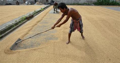 India’s curbs on wheat and sugar exports have spooked basmati rice ...