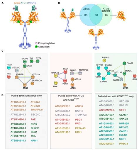 Interactome of Arabidopsis ATG5 Suggests Functions beyond Autophagy