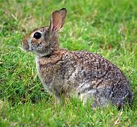 Image result for Eastern Cottontail Litter