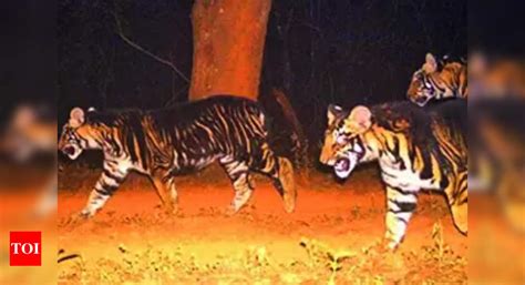 Similipal Tiger Reserve: Concern after Similipal loses 2 tigers in 11 ...