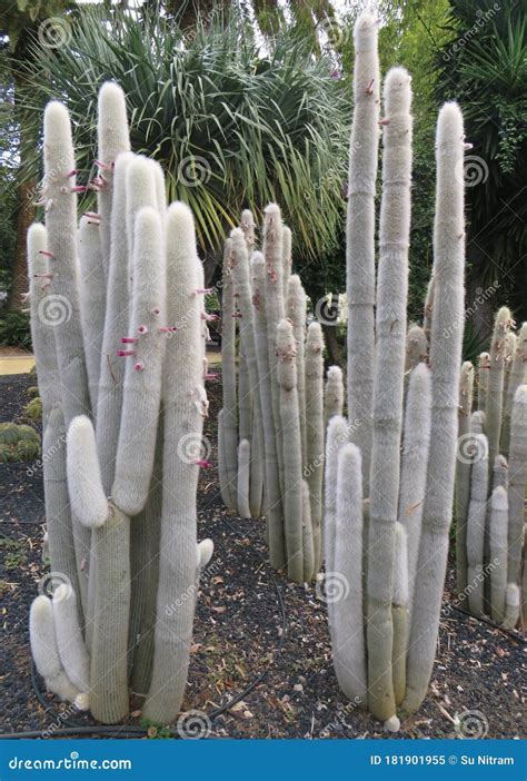 White Hairy Cephalocereus Senilis Old Man Cactus. View of Large ...