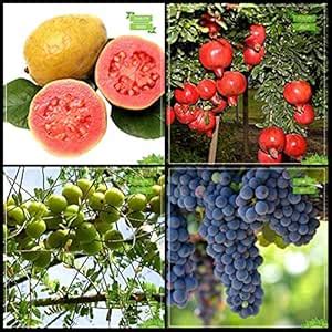 Creative Farmer Garden Seeds Combo Fruit : Psidium Guava, Pomagranate ...
