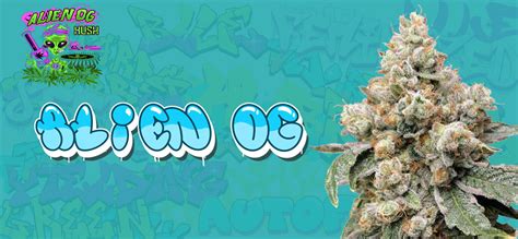 Image result for Alien OG Strain Info