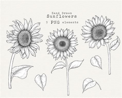 Sunflower Outline Drawing