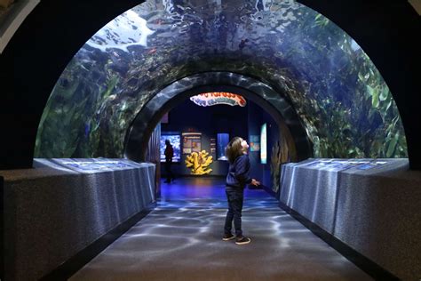 Dive Into Adventure At Newport Aquarium | TouristSecrets