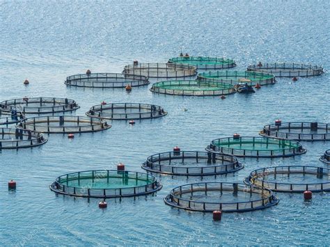 What Is Fish Farming 的图像结果