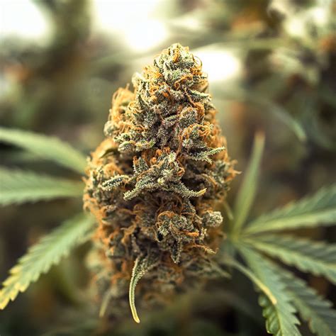 Image result for Alien OG Strain Info