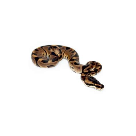 Image result for Enchi Royal Python