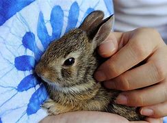 Image result for Super Cute Baby Bunny