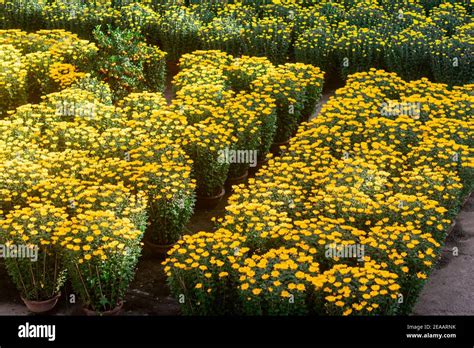 Visit the Flower Market in New Year 的图像结果