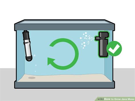 How Tall Do Java Moss Grow 的图像结果