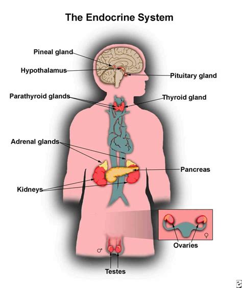 Endocrine System Function and Structure 的图像结果