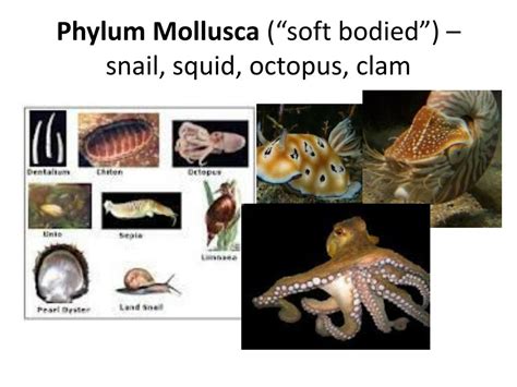 Classification Explained 的图像结果