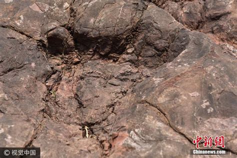 贵州茅台镇发现侏罗纪早期大型恐龙足迹群_图片频道__中国青年网
