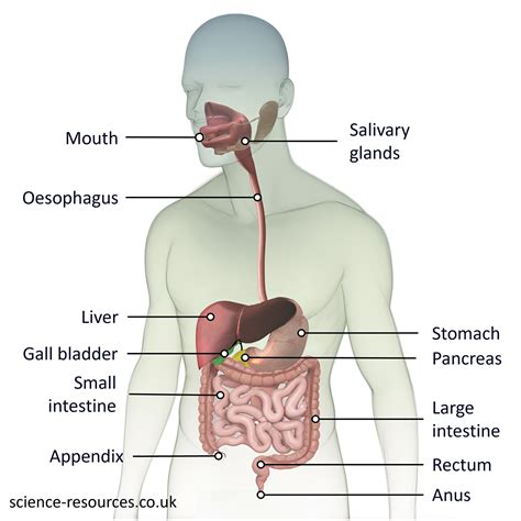 science-resources - Digestive enzymes and absorption