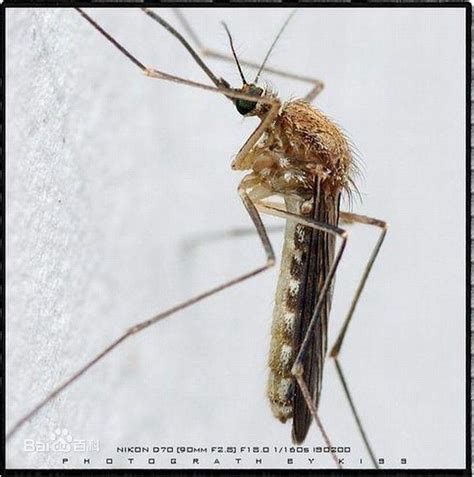 蚊子怎么繁殖出来的（蚊子繁殖需要什么条件） - 智创号