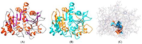 In Silico Structural Analysis of Serine Carboxypeptidase Nf314, a ...