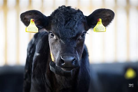 Aberdeen-Angus can offer dual premium to dairy farmers - Aberdeen-Angus ...