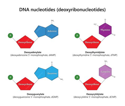 Dna Nucleotides
