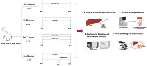 Rebamipide Reprograms Hepatic Networks to Prevent and Reverse Metabolic ...