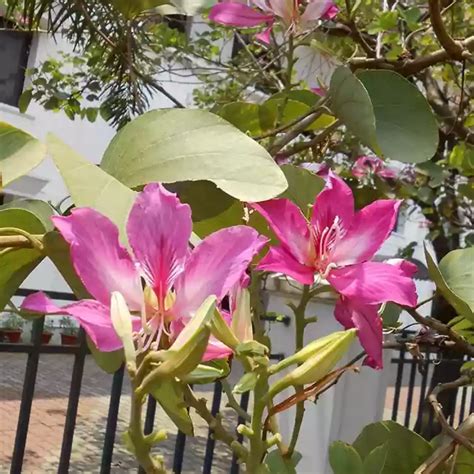 Mandaram Violet (Bauhinia variegata) Flowering/Ornamental Live Plant ...