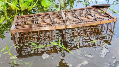 Image result for Using a Fish Trap