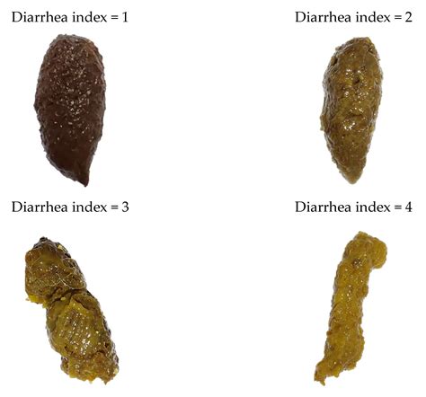 Bacillus coagulans BACO-17 Alone or in Combination with Galacto ...