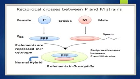 Transposable elements in Maize And Drosophila | PPTX