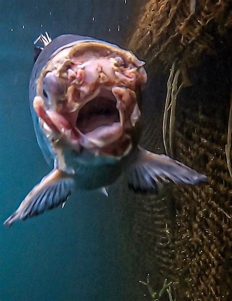 Open-pen salmon farming in Iceland | Dazed