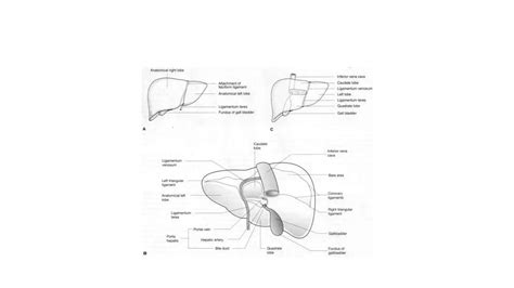 Radiological anatomy of hepatobiliary system | PPTX