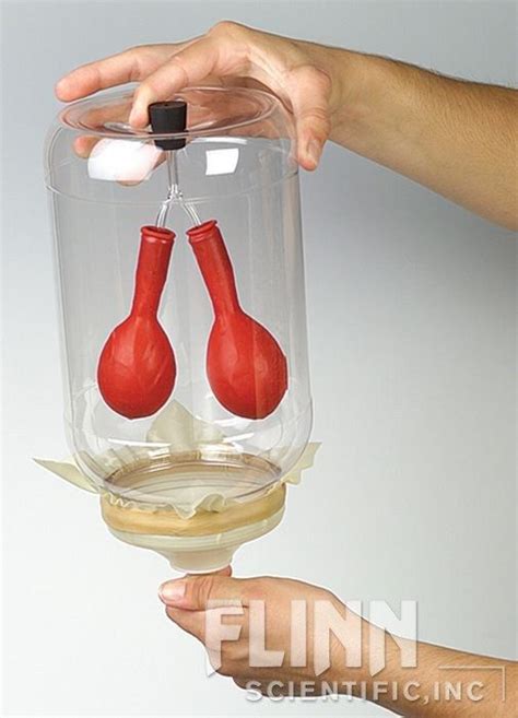 Image result for Lung Model Science Fair