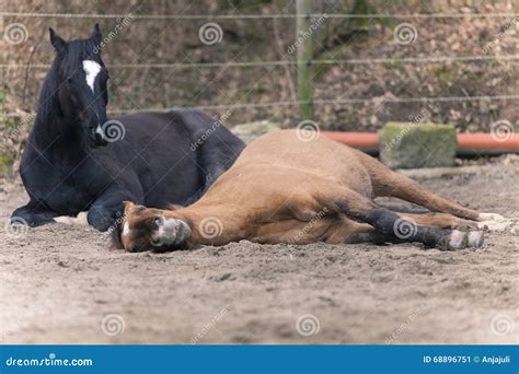 Two Horses Lay Down To Sleep Stock Image - Image of dirty, animal: 68896751