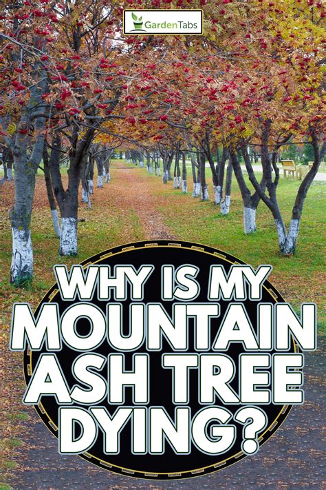 Image result for Mountain Ash Tree Problems