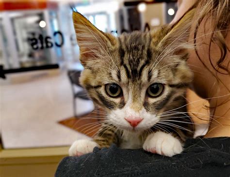 Half-off Cat and Kitten Adoptions from Pocatello Animal Shelter July 12 ...