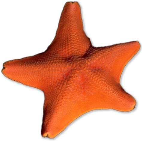 Echinoderms Examples 的图像结果