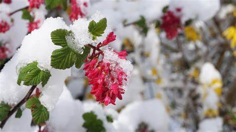 Winter Spring Flowers · Free photo on Pixabay