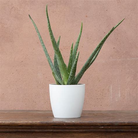 Buy Barbados aloe (syn. Aloe barbadens) Aloe vera: Delivery by Waitrose ...