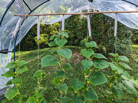 Staking Tomatoes with String 的图像结果
