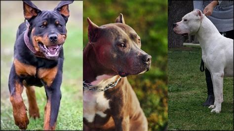 Dog Breeds Banned In India: Pit Bull, Rottweiler, Mastiffs Among 23 ...
