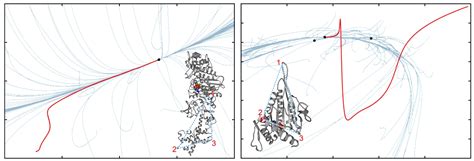 Coarse-Grained Protein Dynamics Studies Using Elastic Network Models