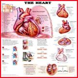 Bio-Gene Vascular | Humidity Environmental Chamber | Lypholizer ...