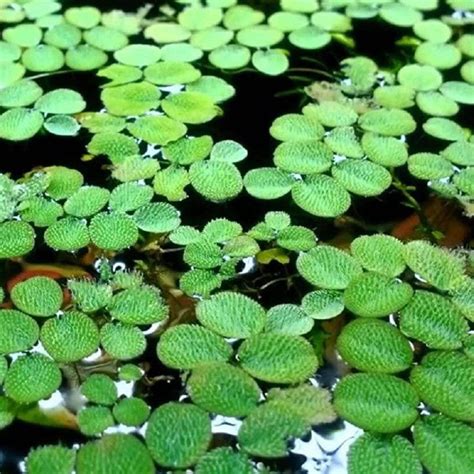 REAL LIVE PLANT SALVINIA MOLESTA FLOATING WATER PLANTS 小槐叶苹 AQUARIUM ...