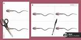 Sperm Cell Printable Diagram | Biology | Beyond Science