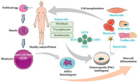 Stem Cells: The Game Changers of Human Cardiac Disease Modelling and ...
