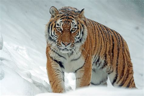 Free winter tiger snow animal - Image