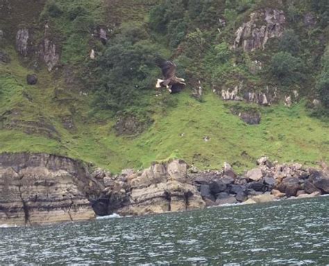 Brigadoon Sea Eagle and Wildlife Boat Trips (Portree) - All You Need to ...