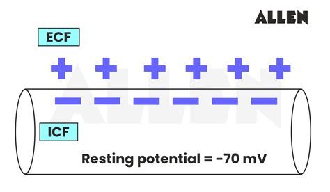 Action Potential: Definition, Structure & Solved Problems