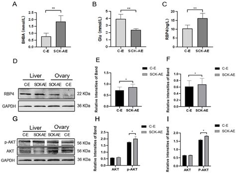 Elevated RBP4 in Subclinical Ketosis Cows Inhibits Follicular Granulosa ...